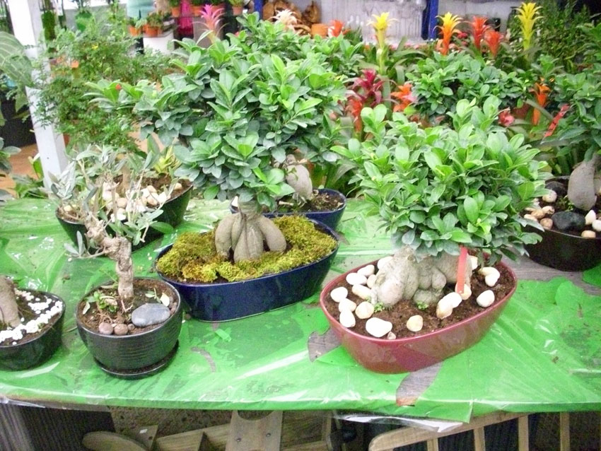 St Elie Flowers lebanon,Florists in lebanon, lebanon florists, flowers in lebanon, lebanon flowers, flower shops in lebanon, lebanon flower shops, send flowers in lebanon, wedding flowers in lebanon, lebanon wedding flowers, wedding bouquets in lebanon, bridal bouquets in lebanon, brdie bouquet in lebanon, roses in lebanon, tulips in lebanon, flower arrangements in lebanon, baby flower arrangement in lebanon, new born flower arrangements in lebanon, flower gifts in lebanon, birthday flower arrangement in lebanon, valantines roses in lebanon, valentines flower arrangements in lebanon, valentine gifts in lebanon, flower shop in lebanon,plants nursery in lebanon, landscaping in lebanon, Nursry plants, flowers, landscaping, wedding flowers, bouquets for all occasions, valentines roses, mothers day roses, newly born baby flowers, plants in pots, plants for the garden, money tree, bonsai tree